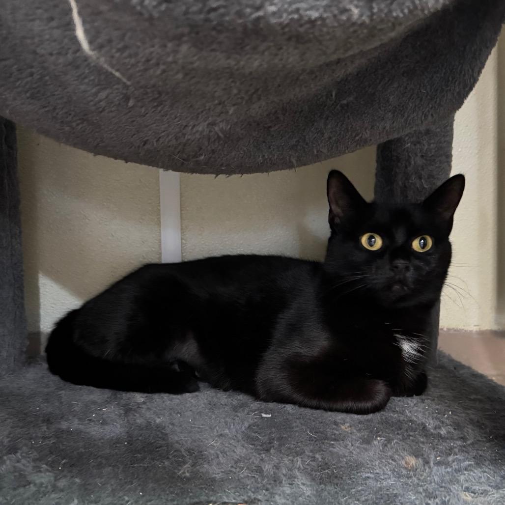 Aleera, a Adoptable Domestic Short Hair in Easton, PA image 3/6