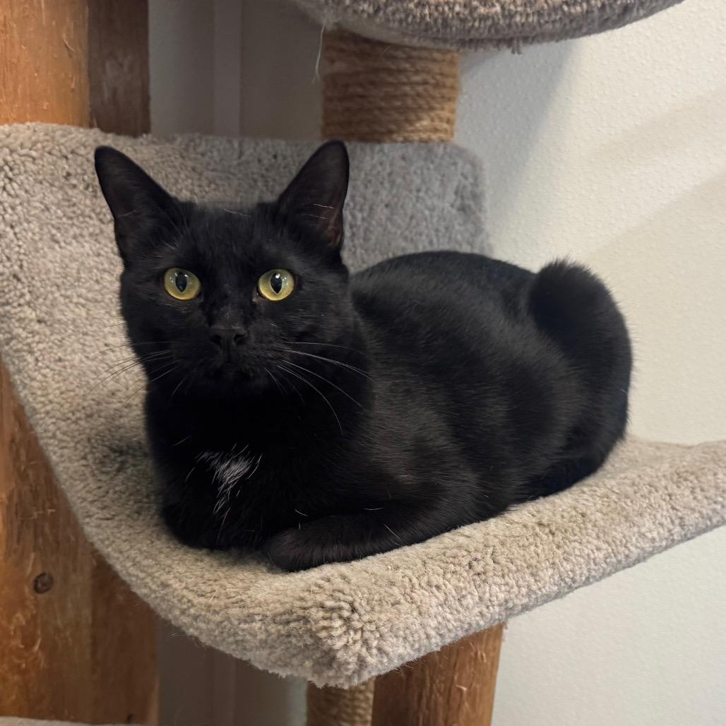 Aleera, a Adoptable Domestic Short Hair in Easton, PA image 4/6