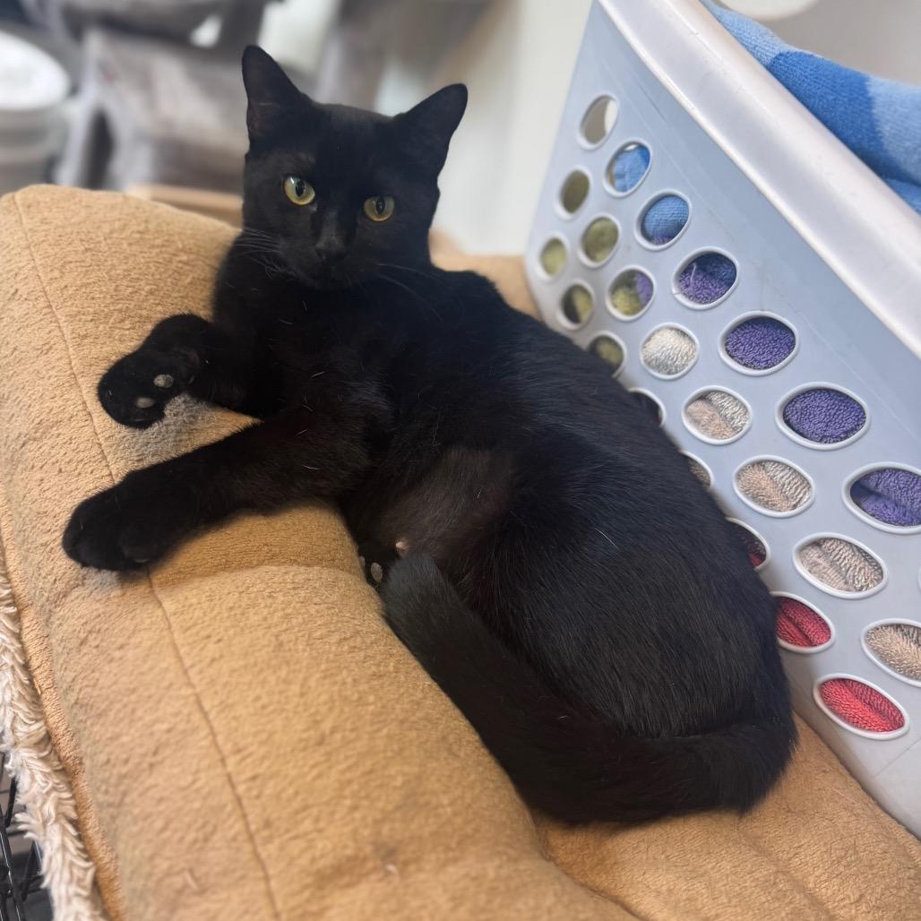 Aleera, a Adoptable Domestic Short Hair in Easton, PA image 5/6