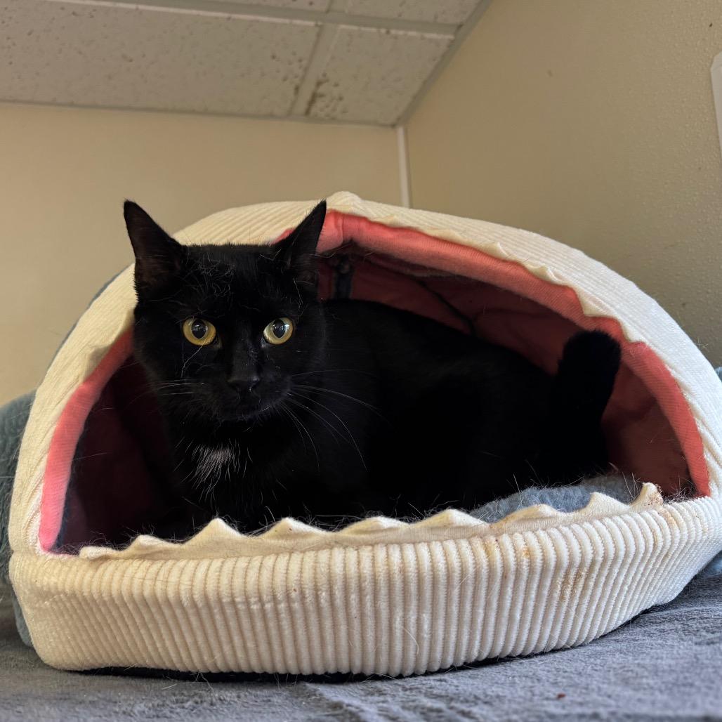 Aleera, a Adoptable Domestic Short Hair in Easton, PA image 6/6