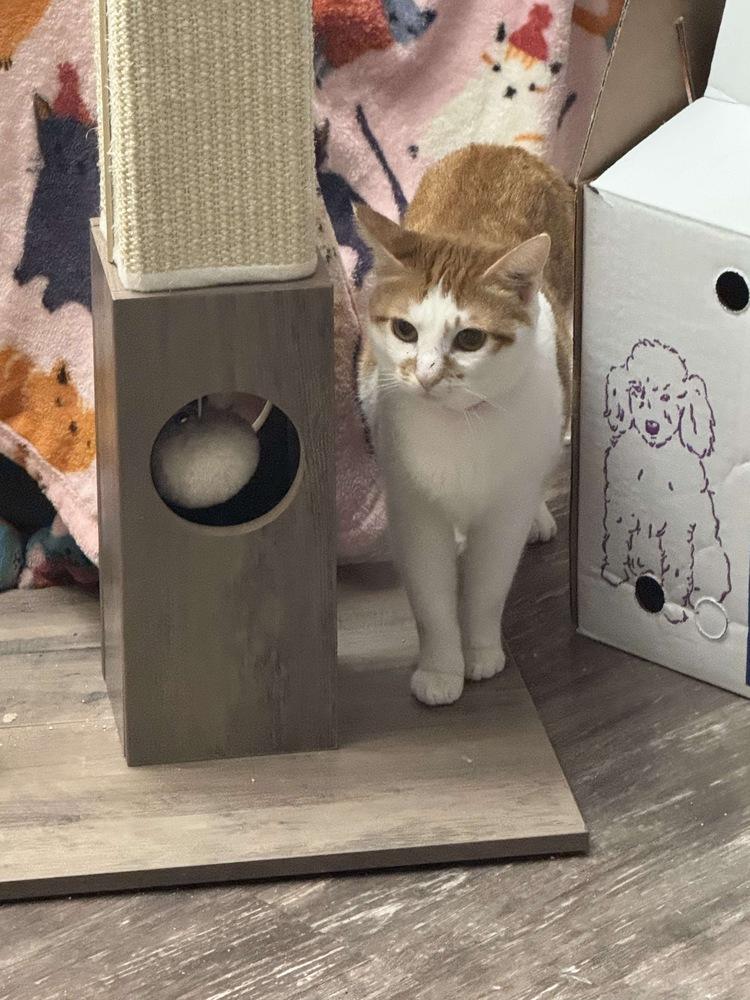 Enlarge Wendy, a Adoptable Domestic Short Hair in Albany, WI image 1/1