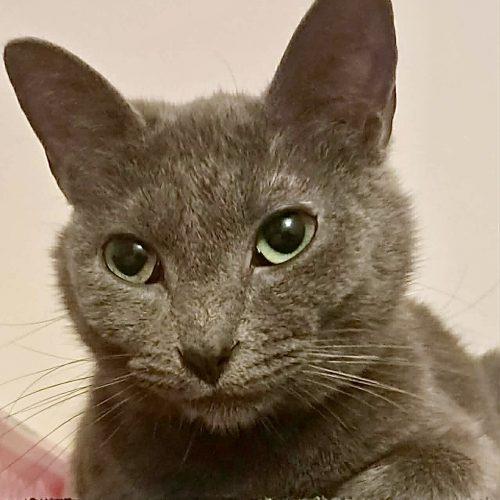 Briella, a Adoptable Domestic Short Hair in Georgetown, KY image 1/5