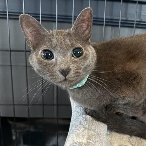 Briella, a Adoptable Domestic Short Hair in Georgetown, KY image 4/5