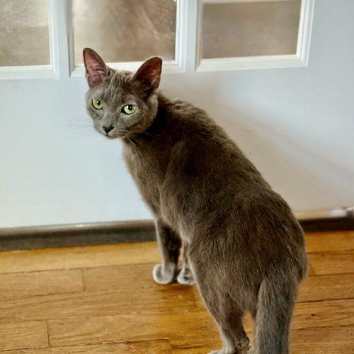 Briella, a Adoptable Domestic Short Hair in Georgetown, KY image 5/5