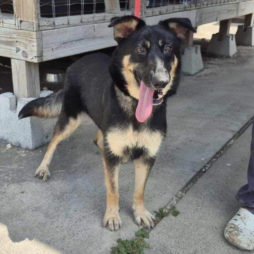 Gucci - Foster or Adopter Needed, an adopted German Shepherd Dog in Winchester, VA image 1/5