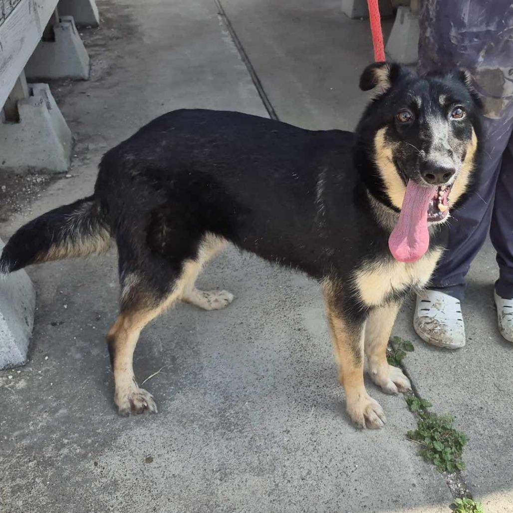 Gucci - Foster or Adopter Needed, an adopted German Shepherd Dog in Winchester, VA image 2/5