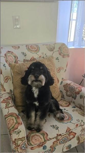 Caviar, adopted, Young Female Schnoodle & Poodle.