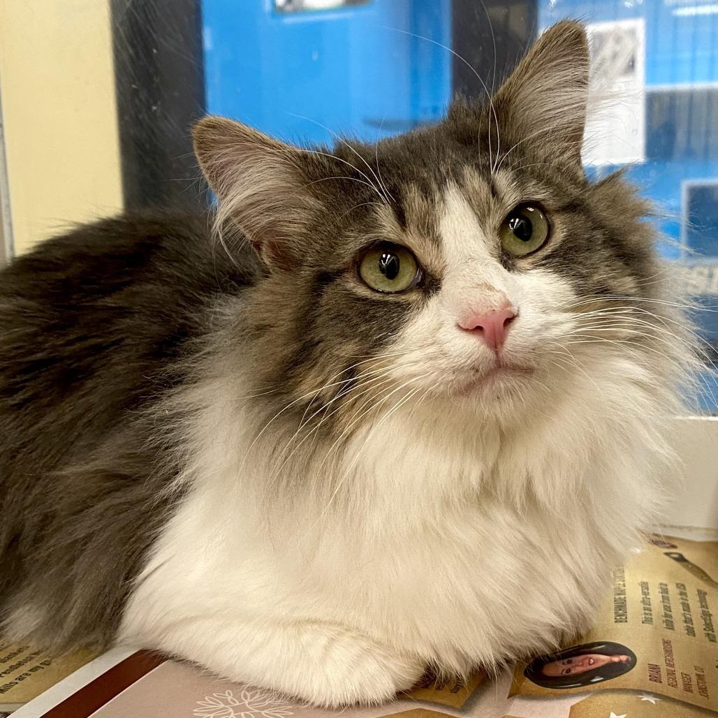 Coop, a Adoptable Domestic Long Hair in Cheyenne, WY image 1/2