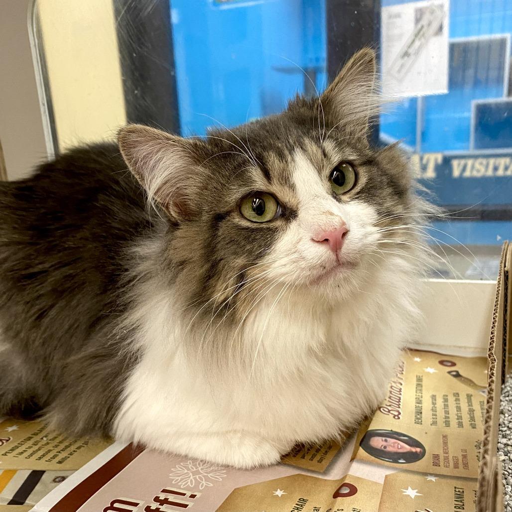 Coop, a Adoptable Domestic Long Hair in Cheyenne, WY image 2/2