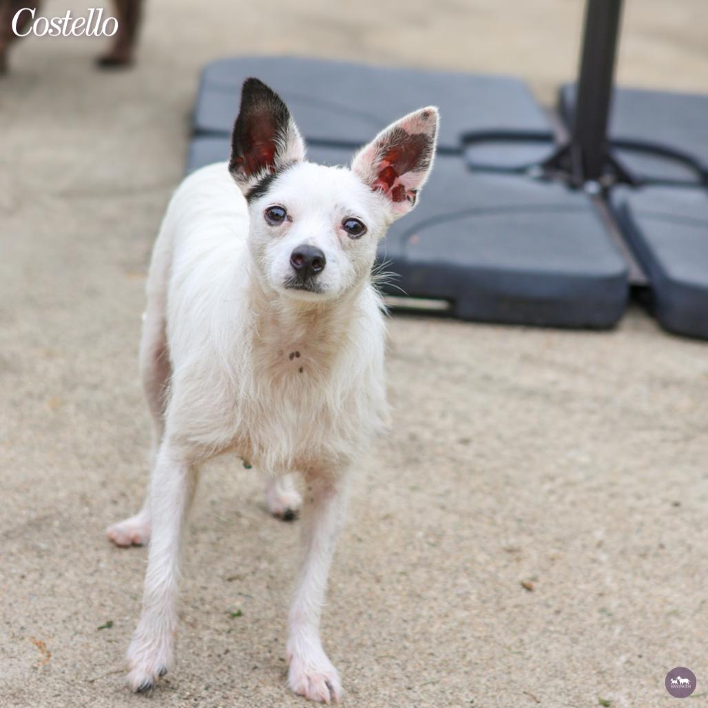Costello, Adoptable, Adult Male Mixed Breed.