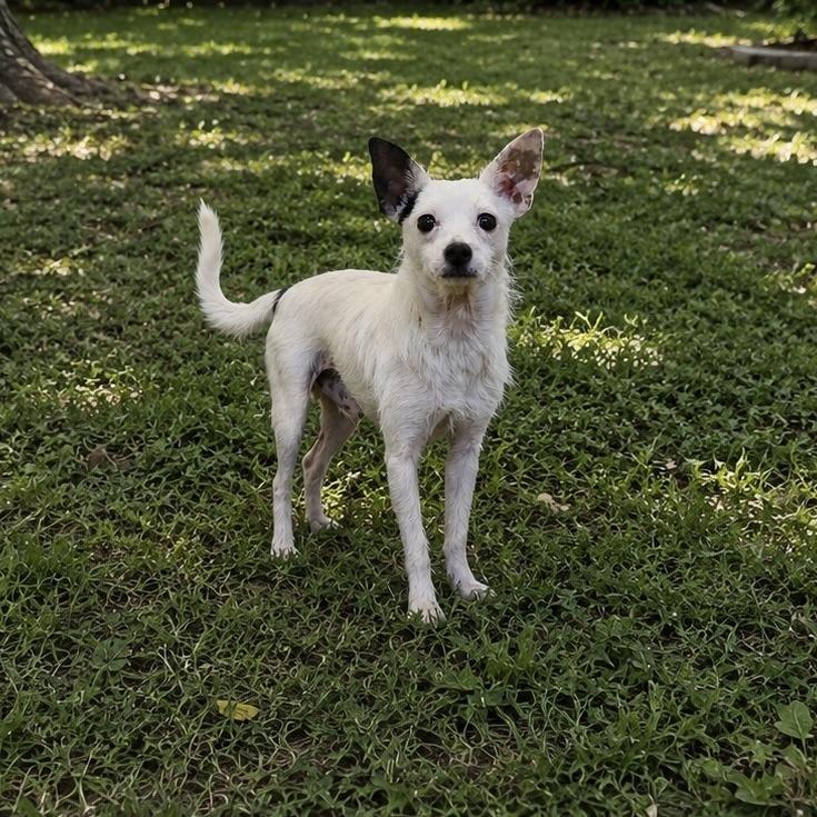 Costello, Adoptable, Adult Male Mixed Breed.