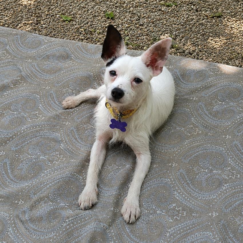 Costello, a Adoptable Mixed Breed in Hopkinton, MA image 2/4