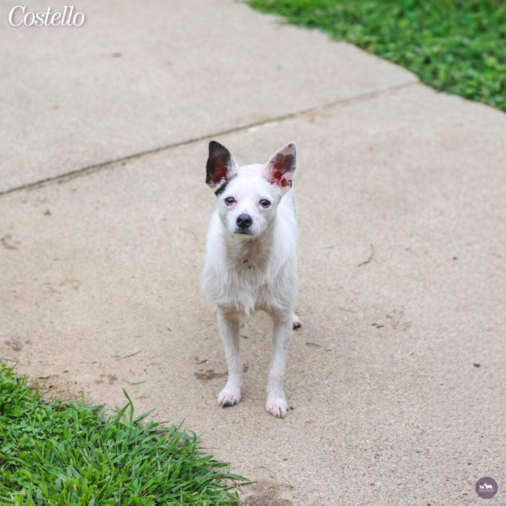 Enlarge Costello, a Adoptable Mixed Breed in Hopkinton, MA image 4/6