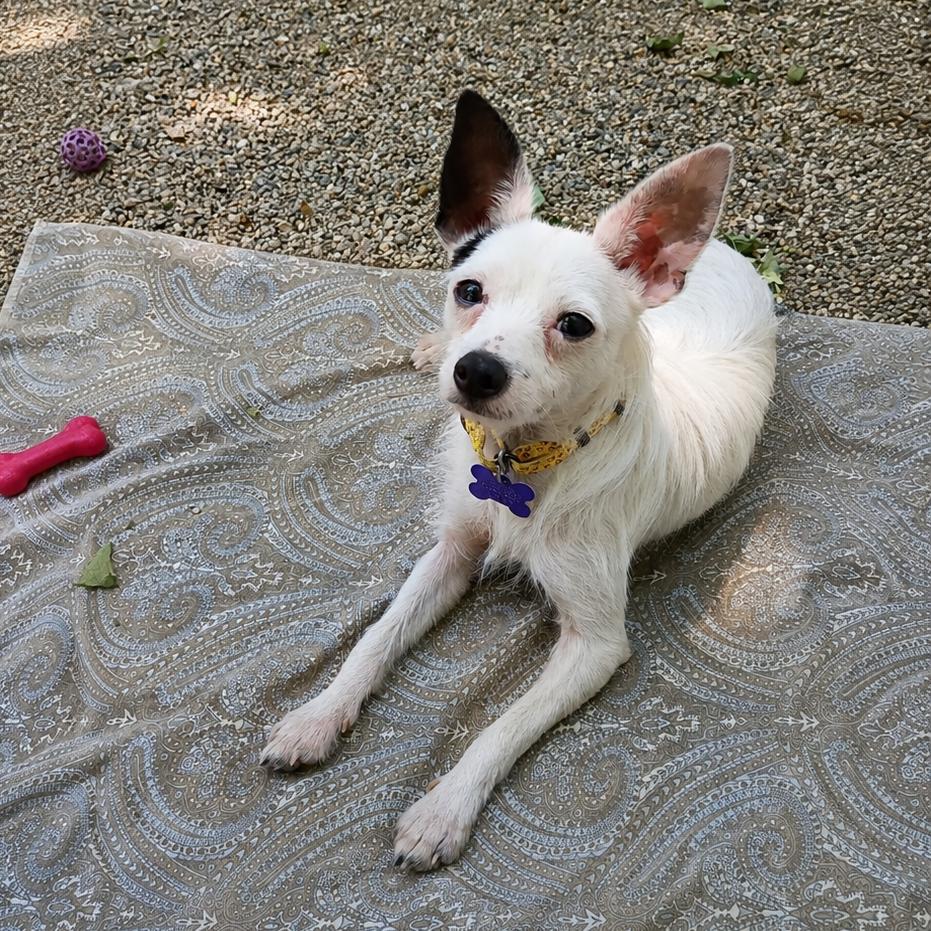 Costello, a Adoptable Mixed Breed in Hopkinton, MA image 3/4