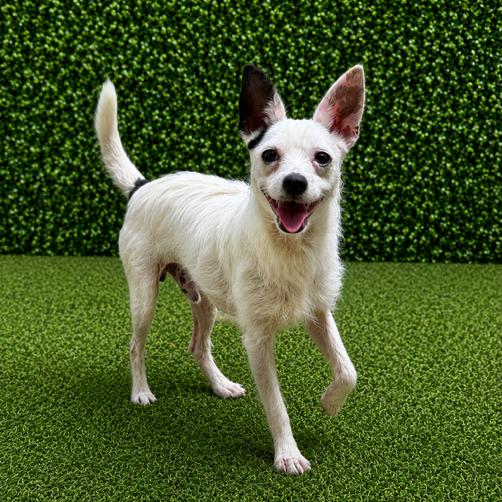 Costello, a Adoptable Mixed Breed in Hopkinton, MA image 4/4