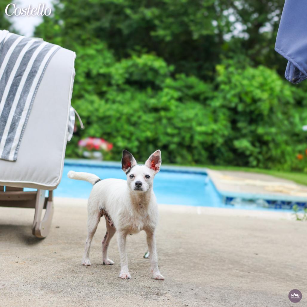 Enlarge Costello, a Adoptable Mixed Breed in Hopkinton, MA image 6/6
