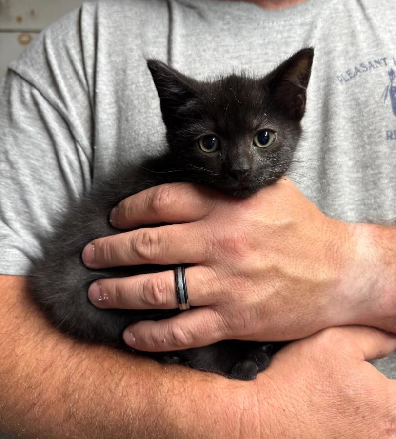 Elmwood, Adoptable, Kitten Male Domestic Short Hair.