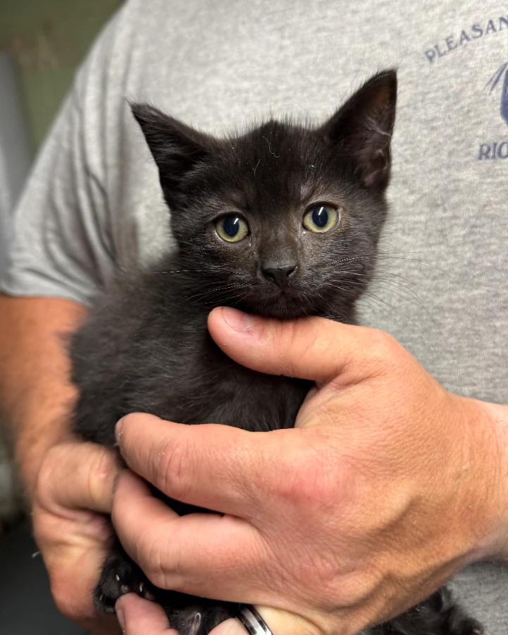 Enlarge Elmwood, a Adoptable Domestic Short Hair in Romney, WV image 2/2