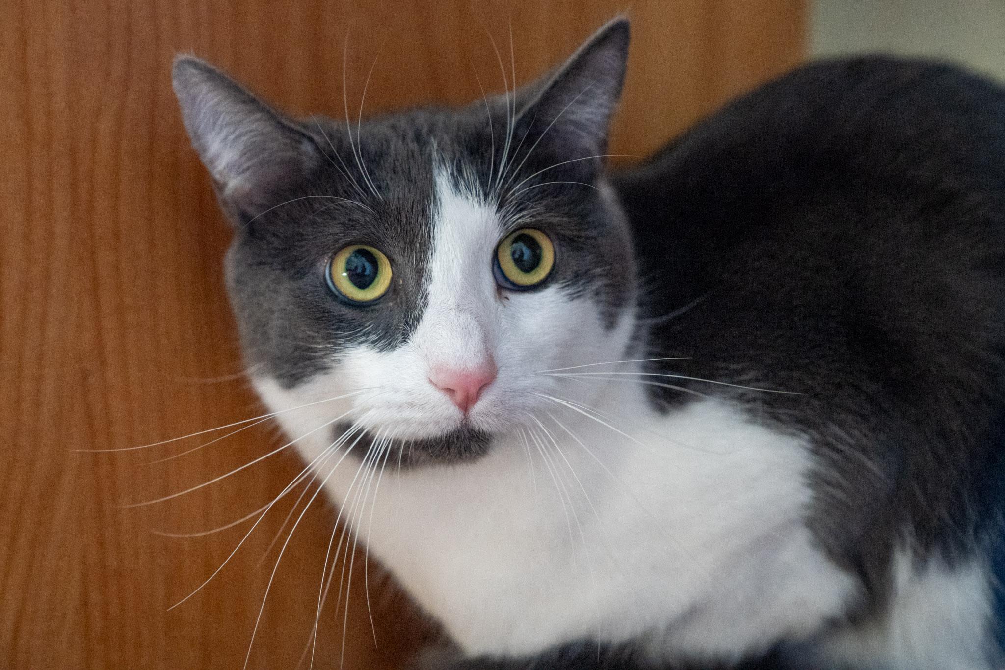 Enlarge Oliver, a Adoptable Domestic Short Hair in Warwick, RI image 2/6