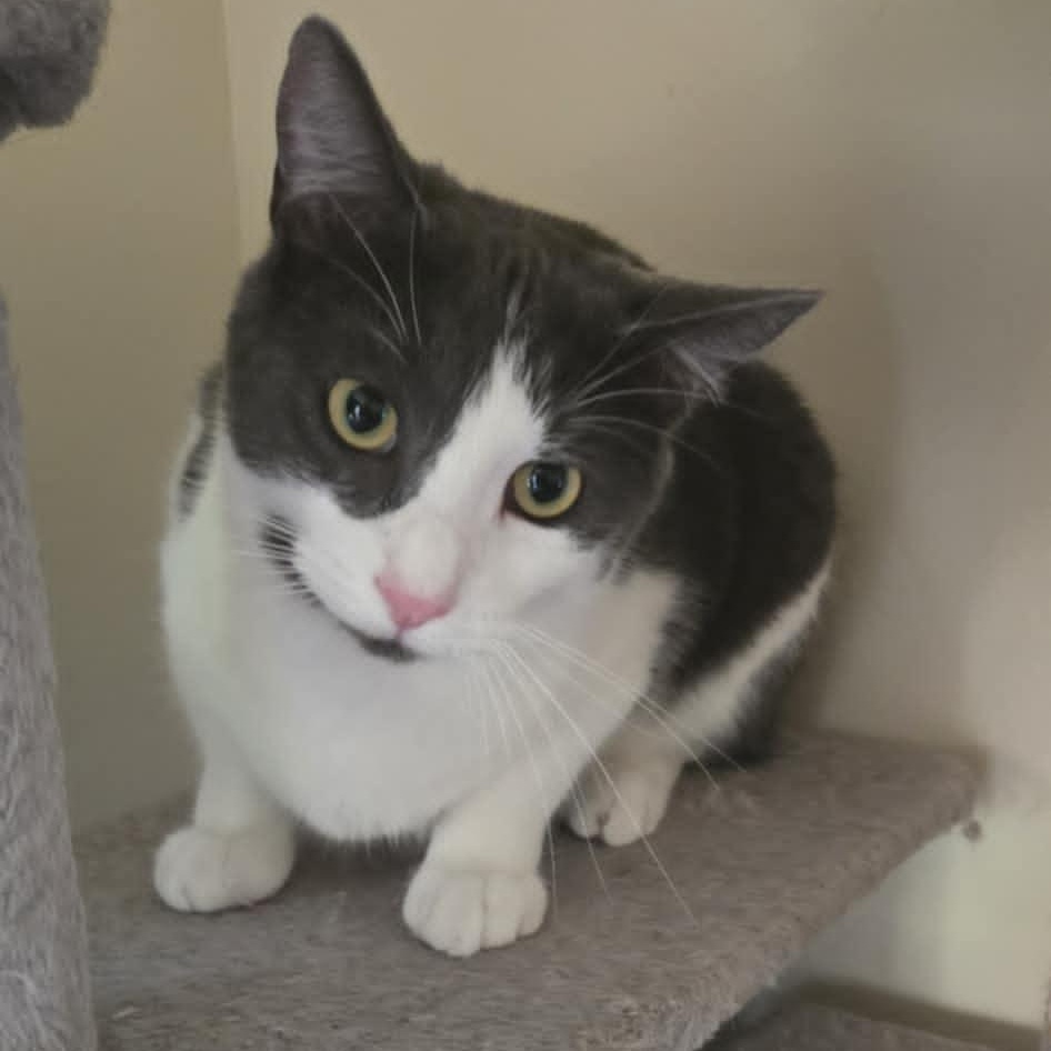 Oliver, Adoptable, Kitten Male Domestic Short Hair.