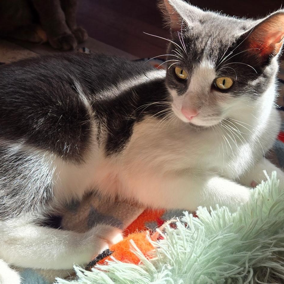 Enlarge Oliver, a Adoptable Domestic Short Hair in Warwick, RI image 4/5