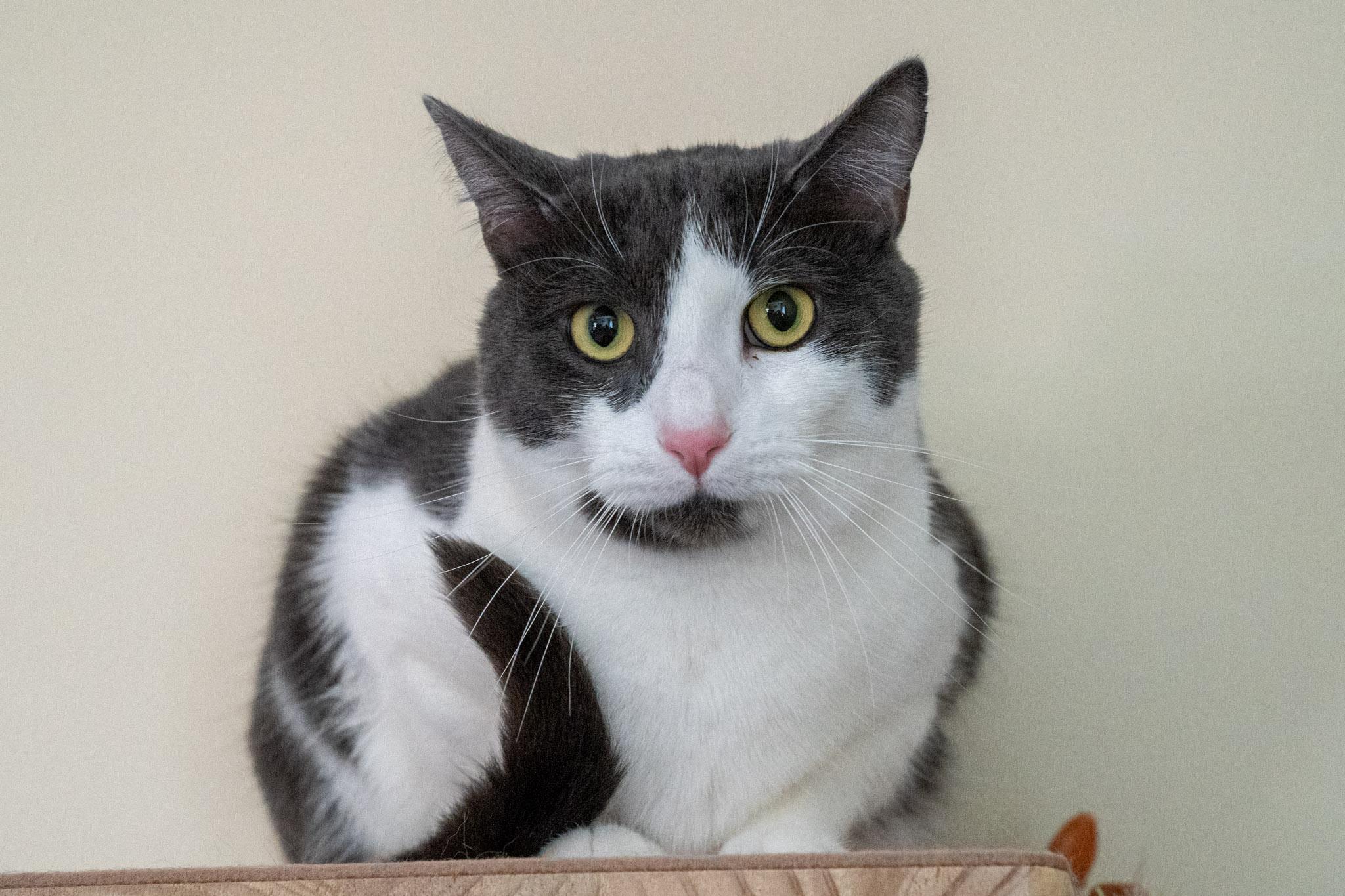 Enlarge Oliver, a Adoptable Domestic Short Hair in Warwick, RI image 6/6