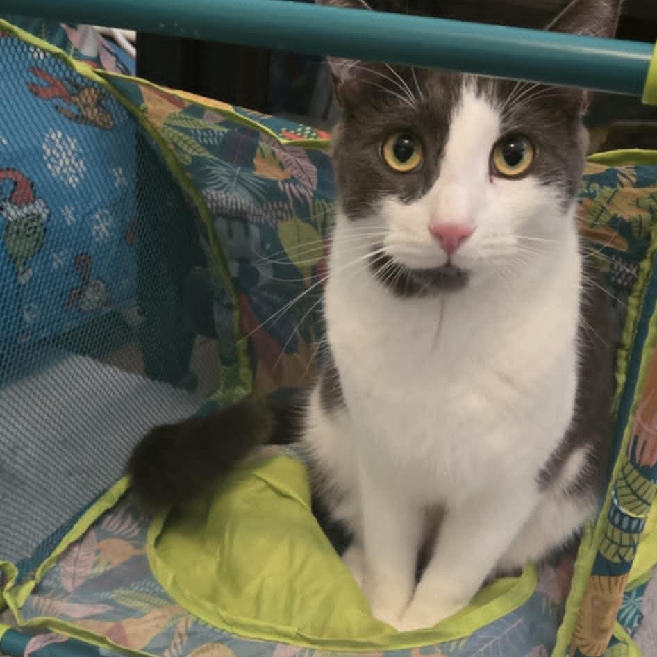 Enlarge Oliver, a Adoptable Domestic Short Hair in Warwick, RI image 2/5