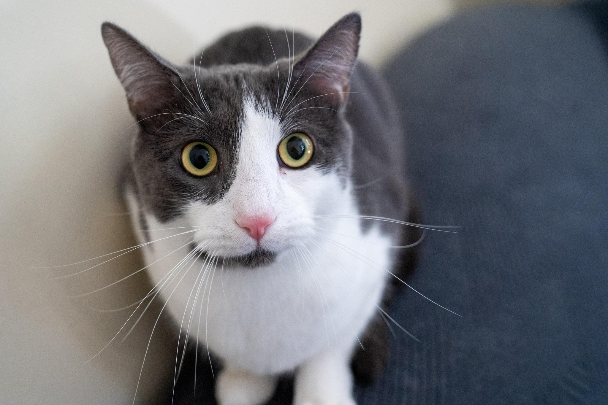 Enlarge Oliver, a Adoptable Domestic Short Hair in Warwick, RI image 4/6