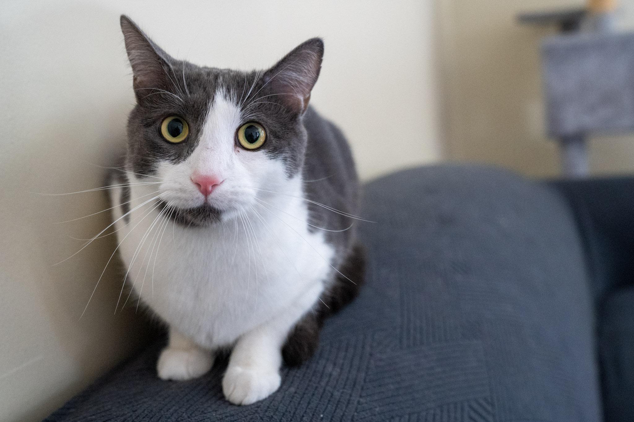 Enlarge Oliver, a Adoptable Domestic Short Hair in Warwick, RI image 1/6