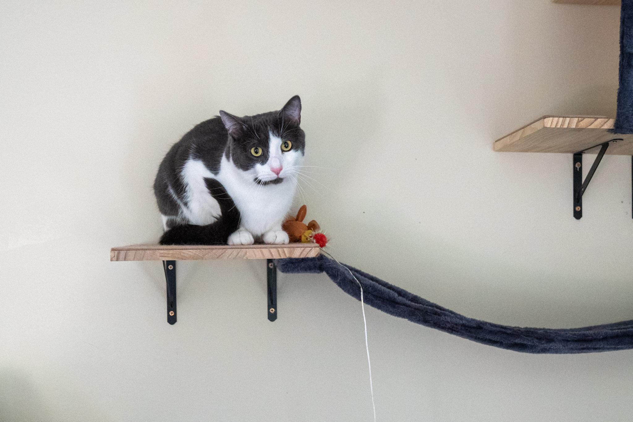 Enlarge Oliver, a Adoptable Domestic Short Hair in Warwick, RI image 3/6