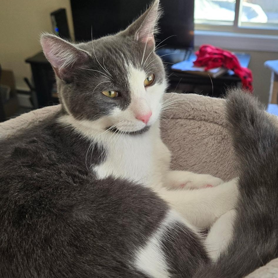 Enlarge Oliver, a Adoptable Domestic Short Hair in Warwick, RI image 5/5