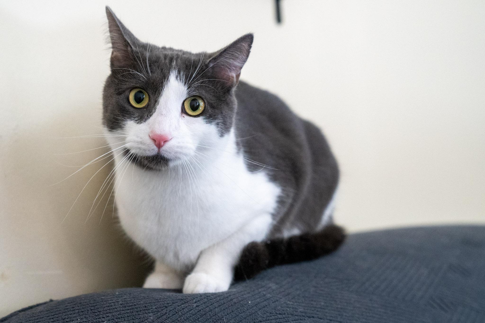 Enlarge Oliver, a Adoptable Domestic Short Hair in Warwick, RI image 5/6