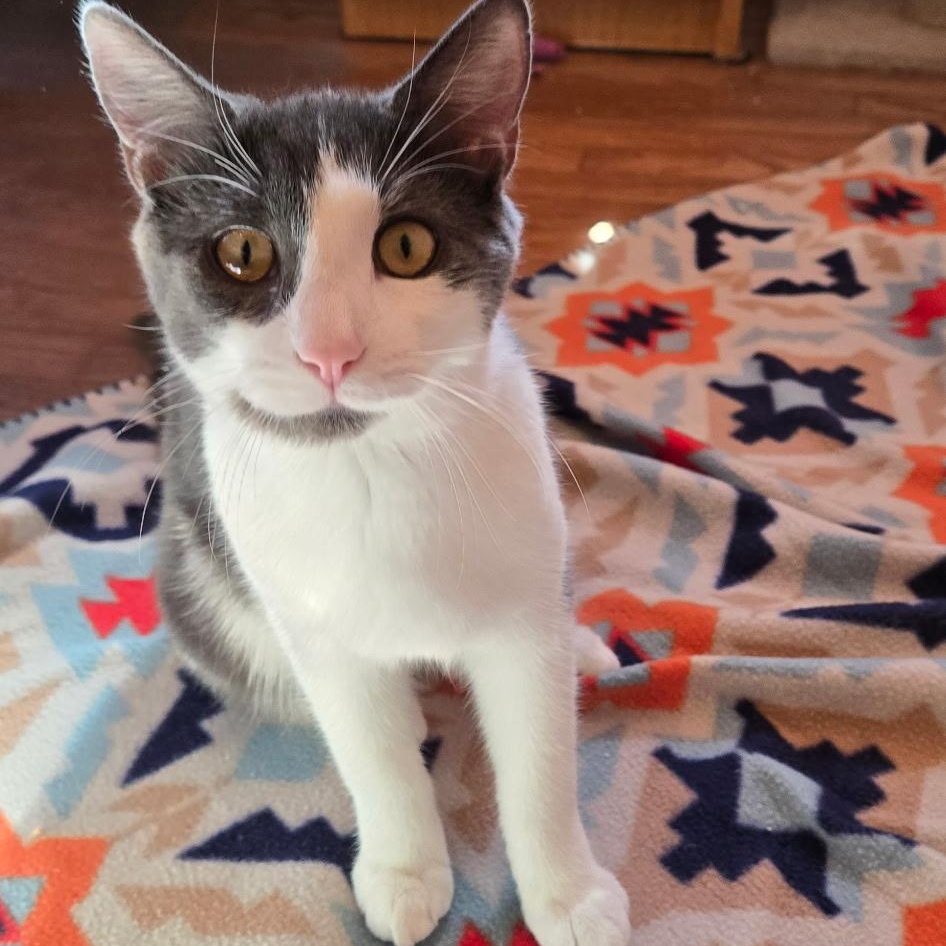 Enlarge Oliver, a Adoptable Domestic Short Hair in Warwick, RI image 3/5