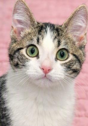 Slink, adopted, Kitten Male Domestic Short Hair.