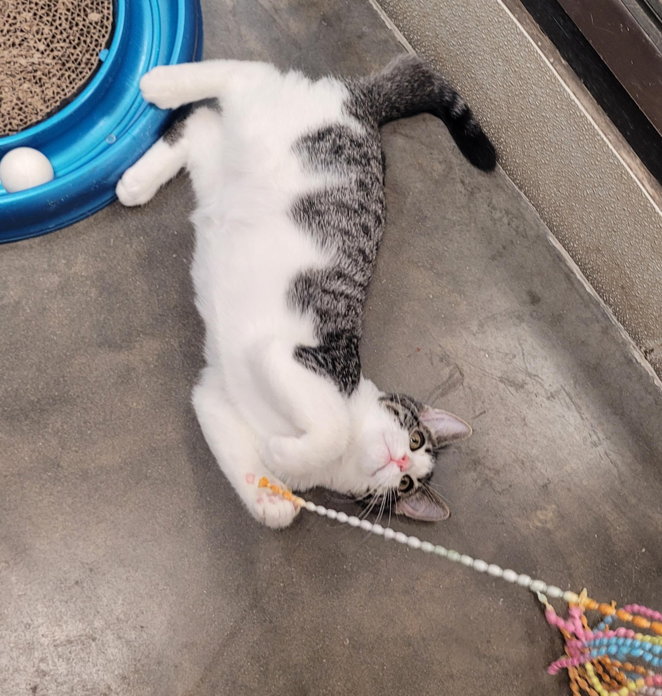 Enlarge Slink, an adopted Domestic Short Hair in Morganton, NC image 3/4