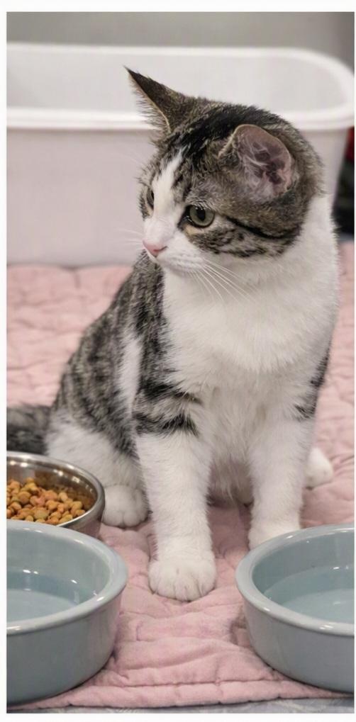 Enlarge Slink, an adopted Domestic Short Hair in Morganton, NC image 2/4