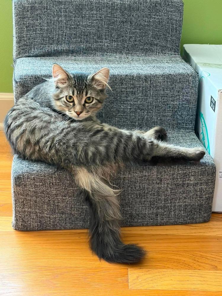 Lagoon, Adoptable, Kitten Male Maine Coon & Domestic Long Hair.