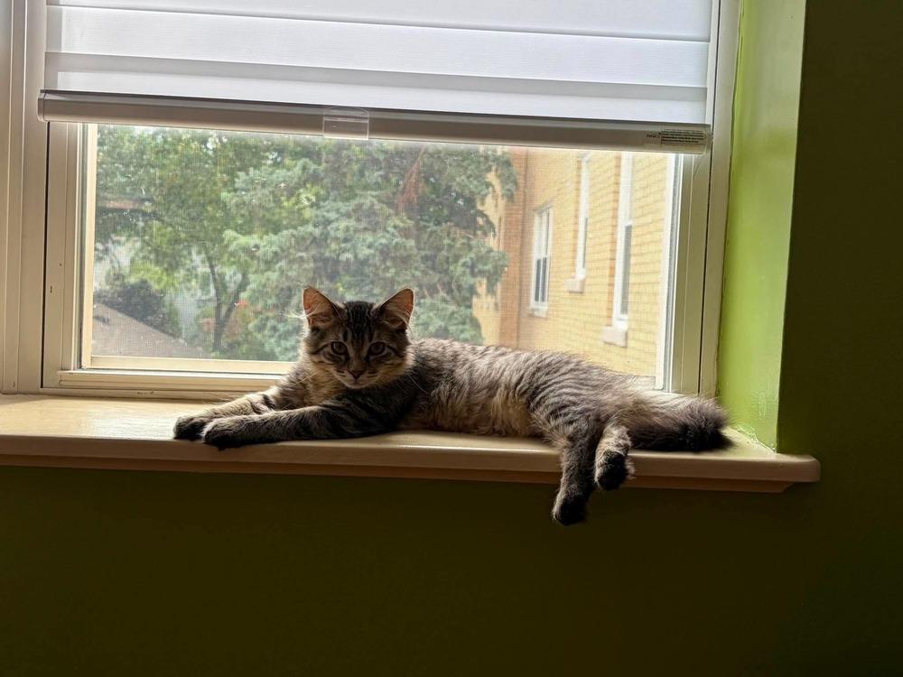 Enlarge Lagoon, a Adoptable mixed breed in Chicago, IL image 3/6