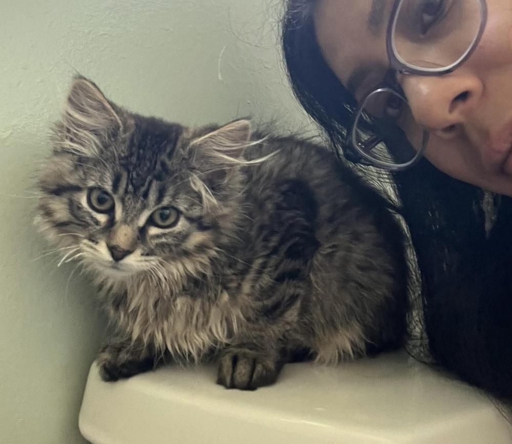 Enlarge Lagoon, a Adoptable mixed breed in Chicago, IL image 6/6