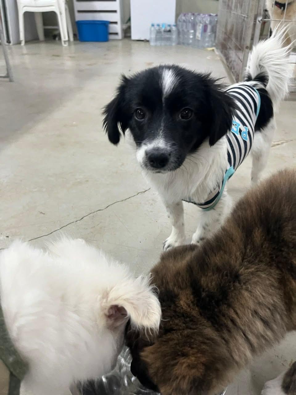 TAENGGU, Adoptable, Puppy Female Spaniel.