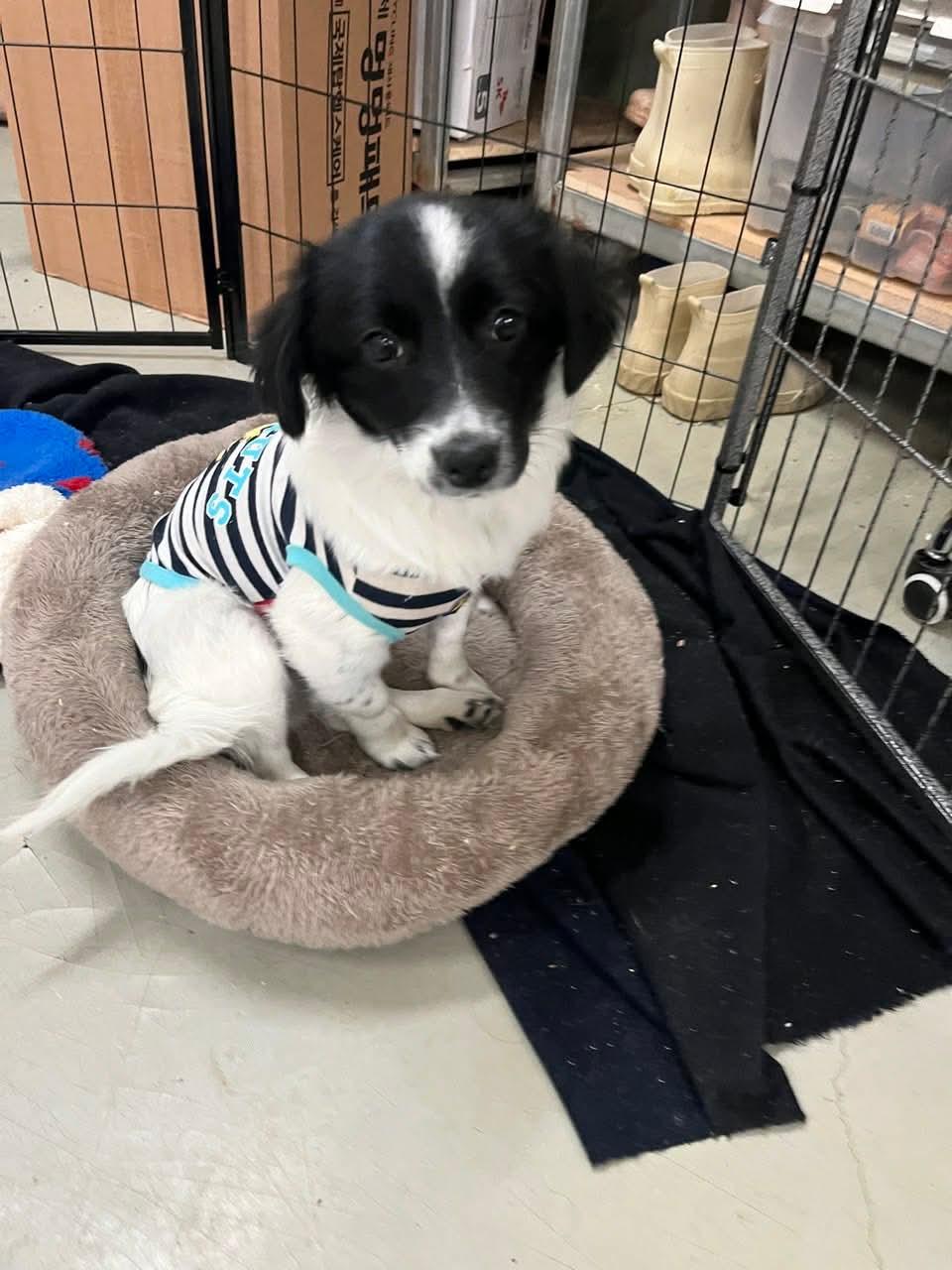 Enlarge TAENGGU, a Adoptable Spaniel in Agoura Hills, CA image 2/3