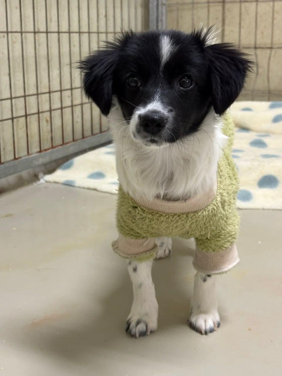 Enlarge TAENGGU, a Adoptable Spaniel in Agoura Hills, CA image 3/3