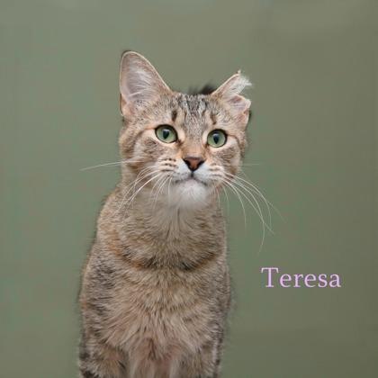 Teresa, Adoptable, Adult Female Domestic Short Hair & Domestic Short Hair.