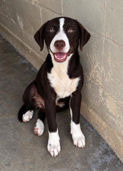 Ethel, Adoptable, Young Female Border Collie & Labrador Retriever.