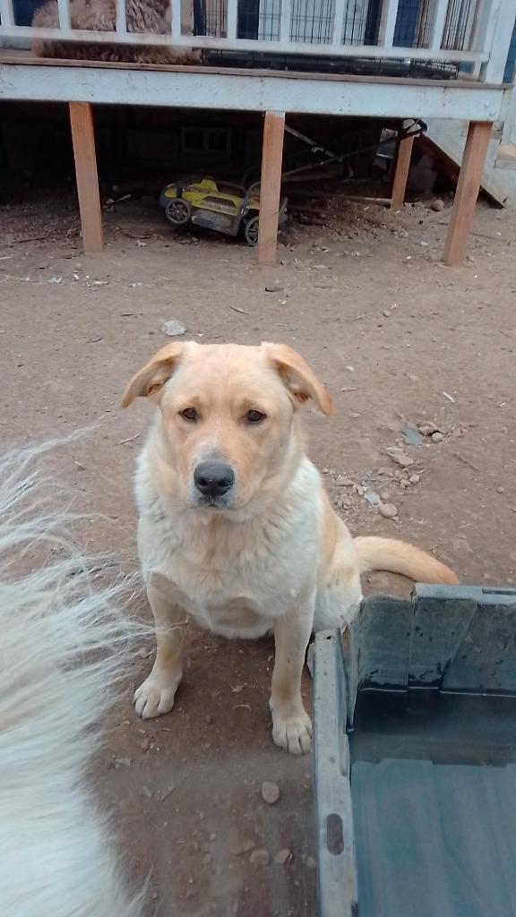 Enlarge Max, a Adoptable Labrador Retriever in Heber City, UT image 1/1