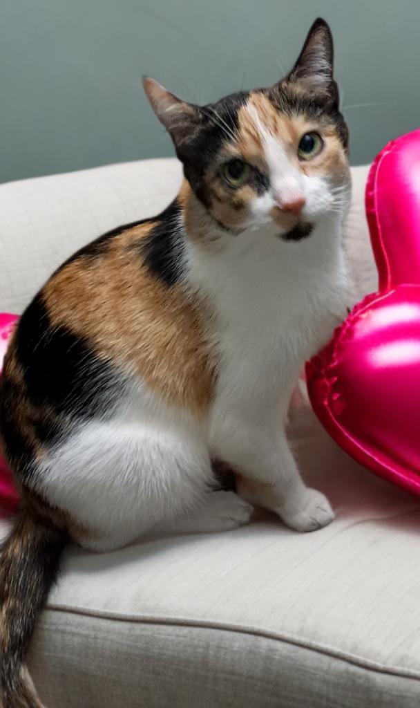 Enlarge Kallista, a Adoptable mixed breed in Massillon, OH image 3/3