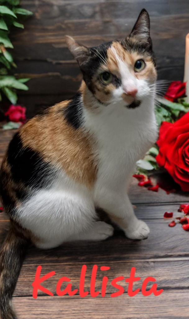 Enlarge Kallista, a Adoptable mixed breed in Massillon, OH image 1/3