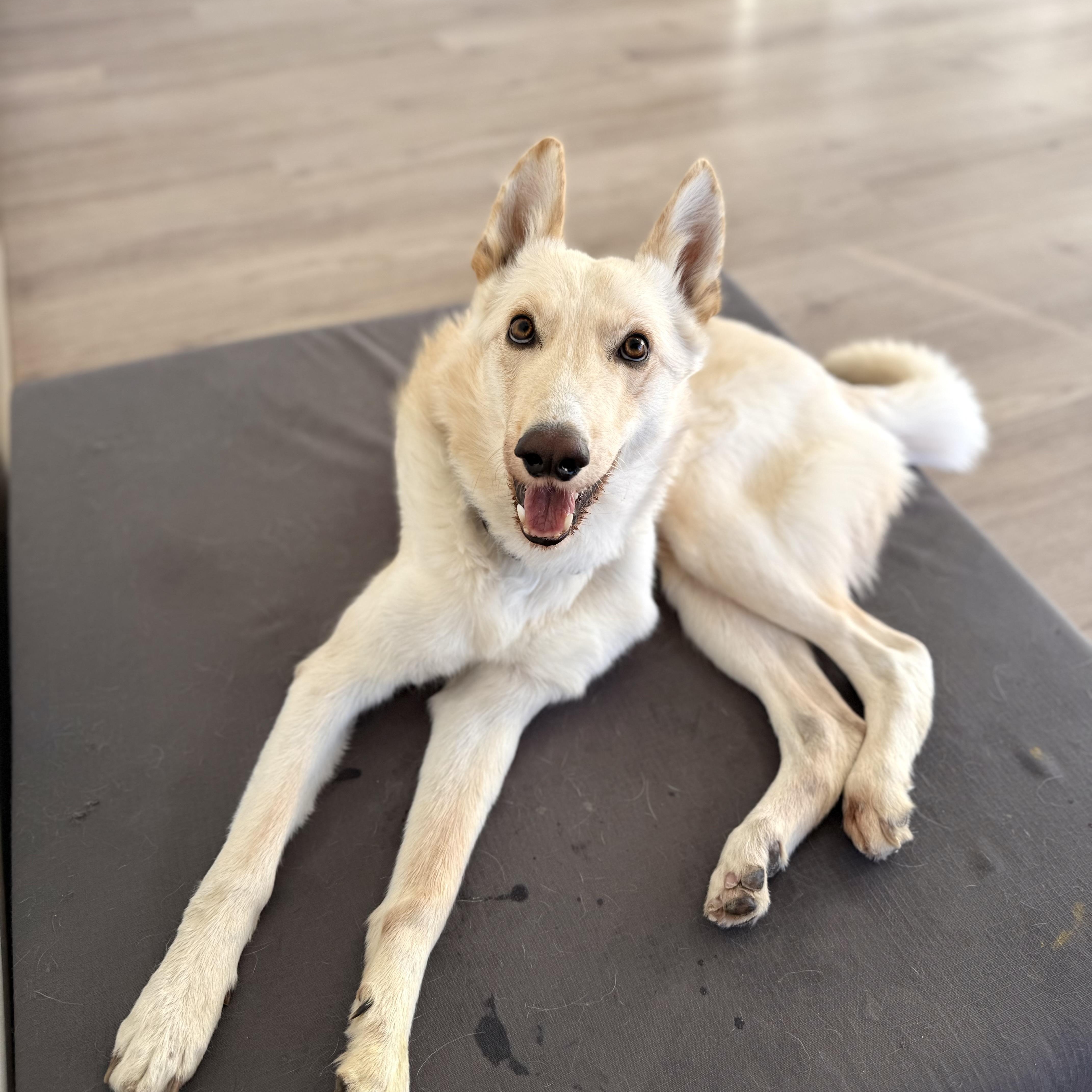 Enlarge Ritz, a Adoptable mixed breed in Scottsdale, AZ image 2/6
