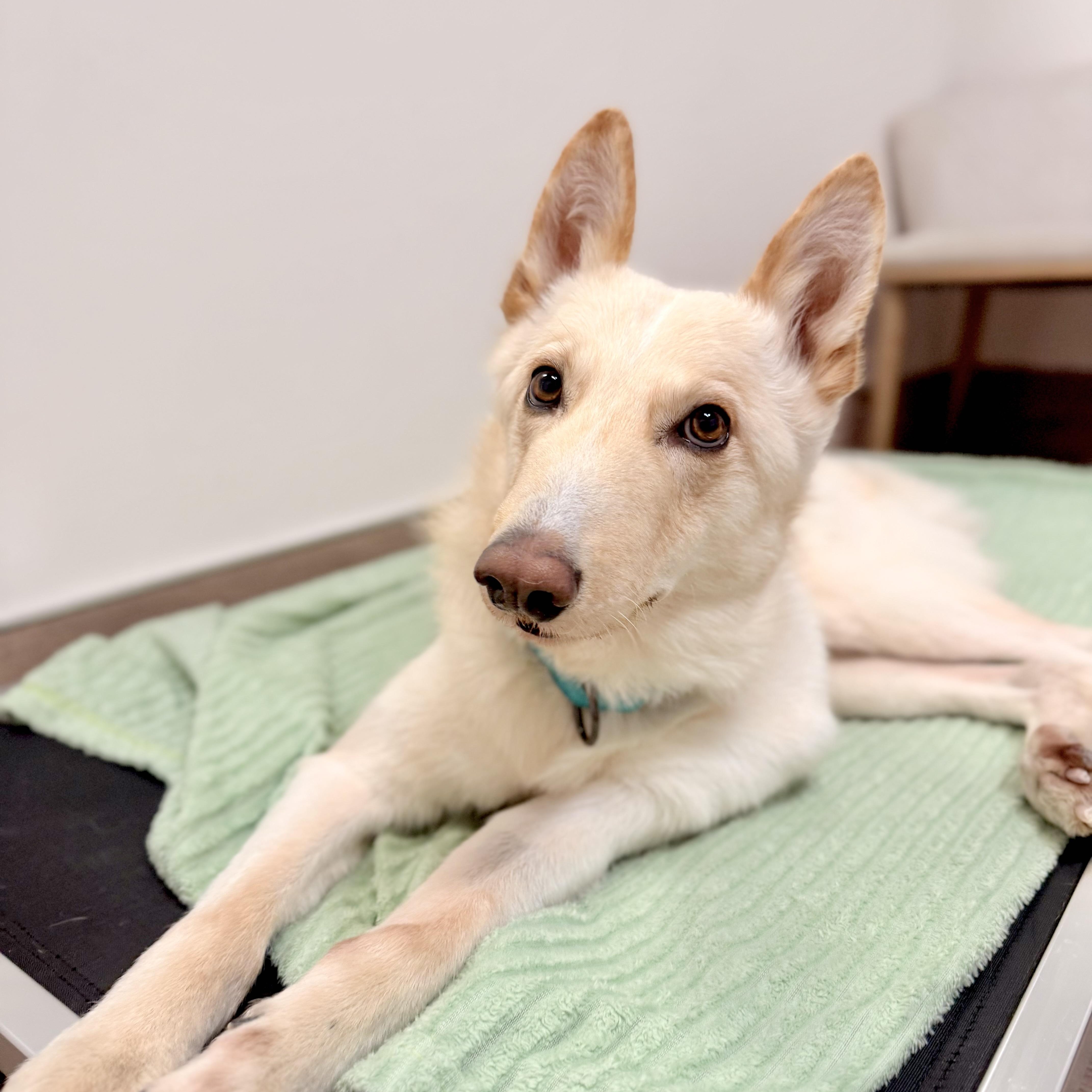 Enlarge Ritz, a Adoptable mixed breed in Scottsdale, AZ image 1/6