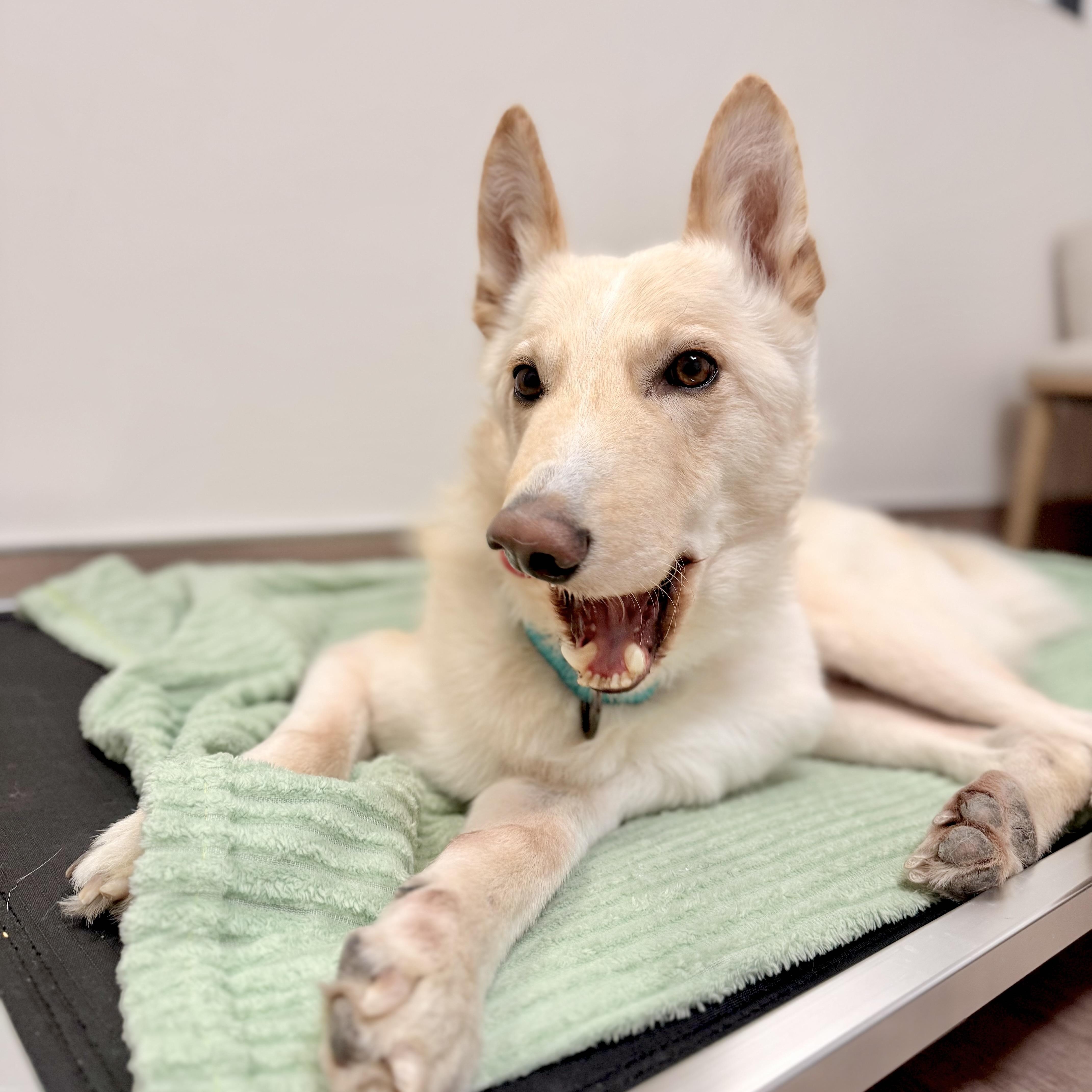 Enlarge Ritz, a Adoptable mixed breed in Scottsdale, AZ image 3/6